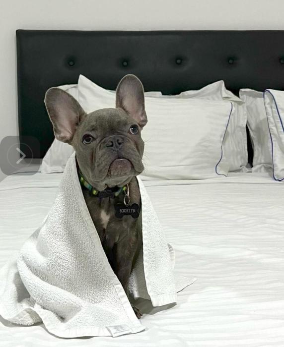 hotel fenix