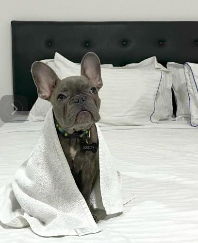 hotel fenix