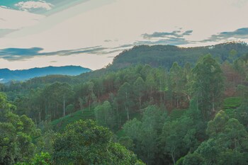 ivory canopy resort