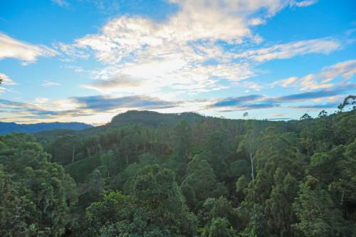 ivory canopy resort