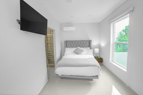 arbol suite
