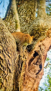yaalu yaala safari camp