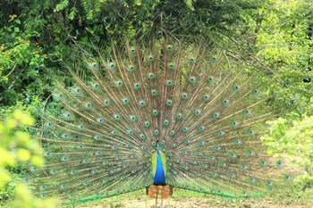 yaalu yaala safari camp