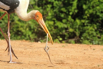 yaalu yaala safari camp