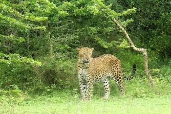 yaalu yaala safari camp