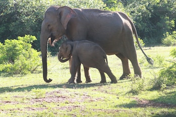 yaalu yaala safari camp
