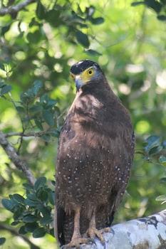 yaalu yaala safari camp