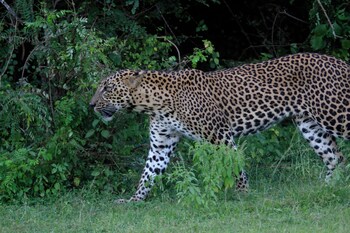 yaalu yaala safari camp
