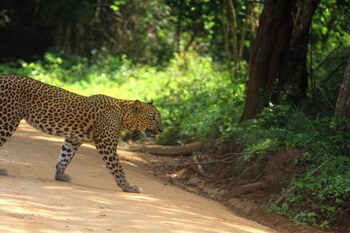 yaalu yaala safari camp