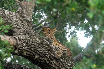 yaalu yaala safari camp