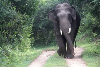 yaalu yaala safari camp