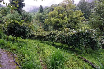 springhill farmstead