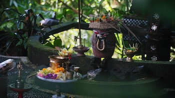 the jungle pots