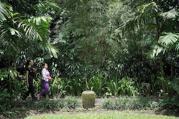 the jungle pots