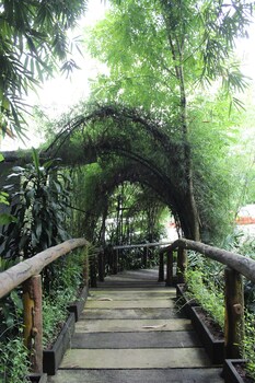 the jungle pots