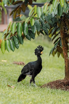 la fortuna