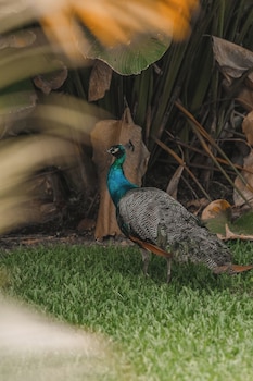 la fortuna