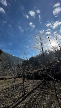 bawli treehouse