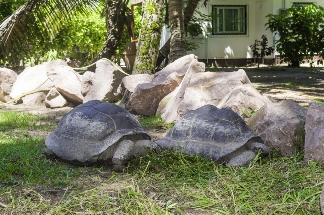 hotel cote dor lodge