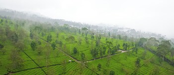 garung