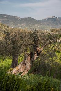 castelbuono