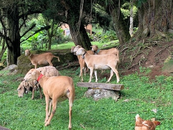 boquete cloud forest lodge