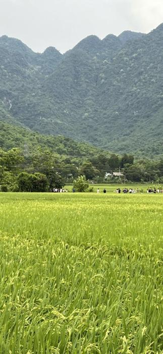 hoa muong pa homestay