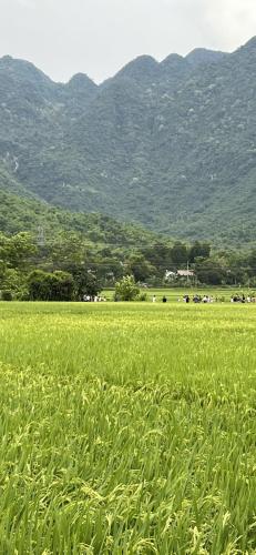 hoa muong pa homestay