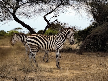 amboseli safari club