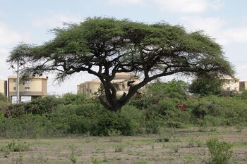 amboseli safari club