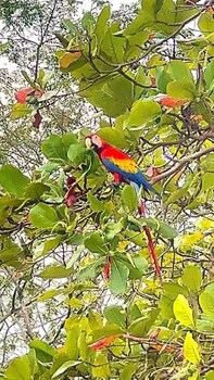 parrita