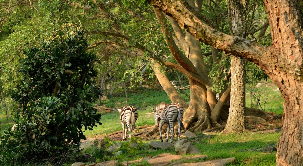 bundu lodge