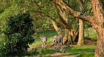 bundu lodge