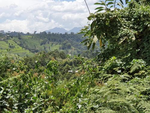 othaya