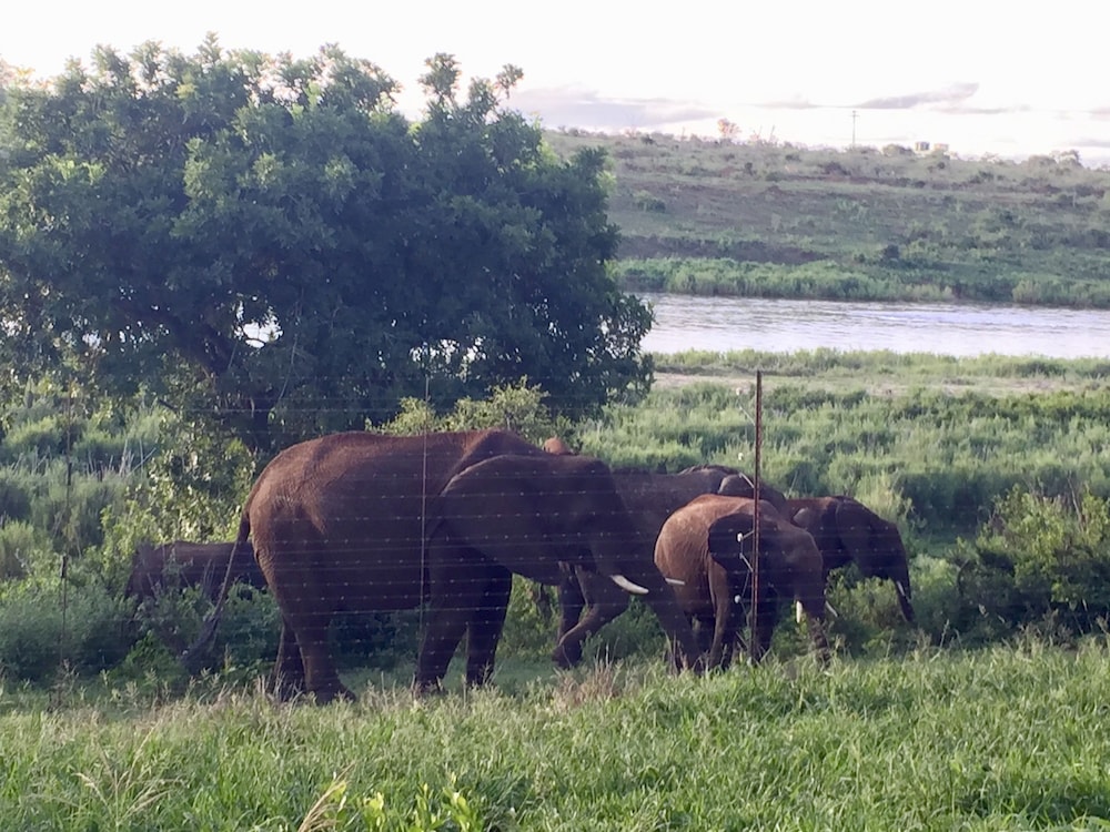 elephant walk retreat