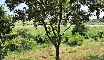 elephant walk retreat