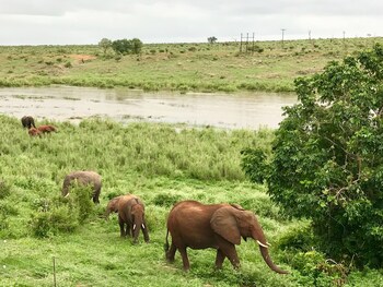 elephant walk retreat