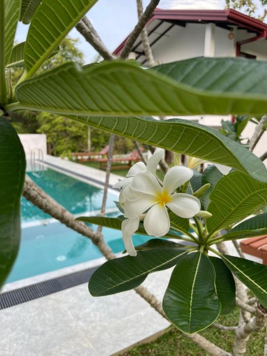 finch tangalle