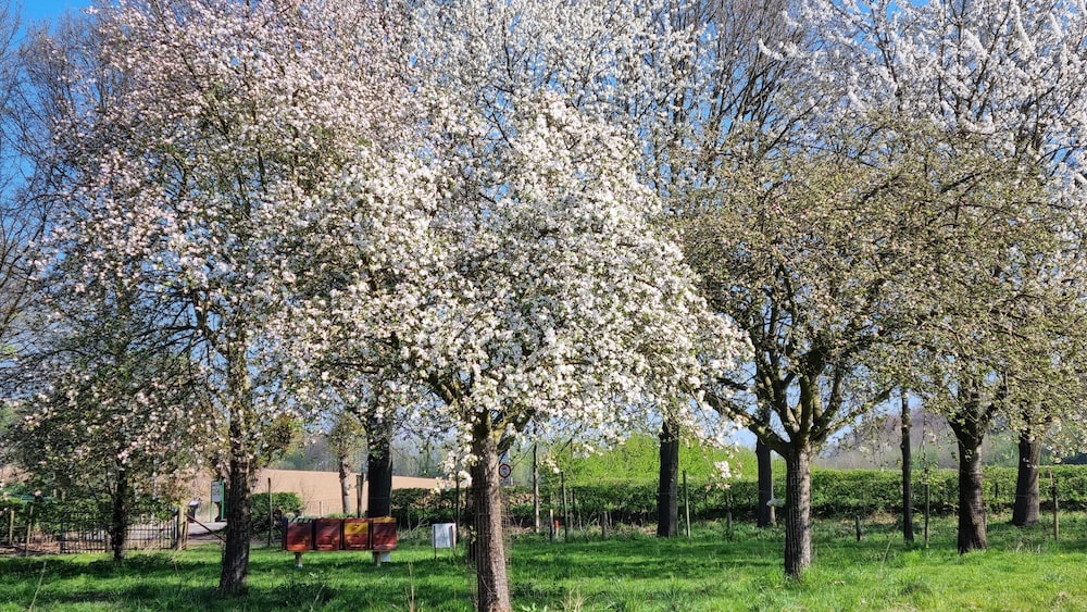schinnen