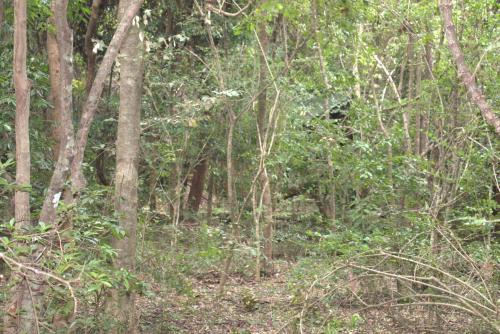 sigiriya wild cottages