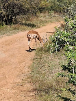 klipdrift sands game lodge