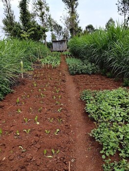 calm breeze resort rwanchege