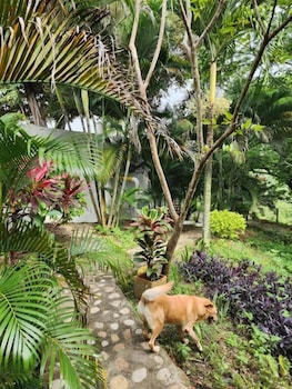 tocaima