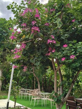 srianan resort