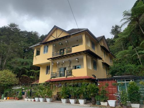 arundina cameron highlands