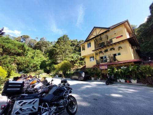 arundina cameron highlands