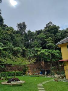 arundina cameron highlands