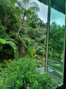 arundina cameron highlands