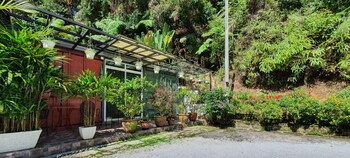 arundina cameron highlands