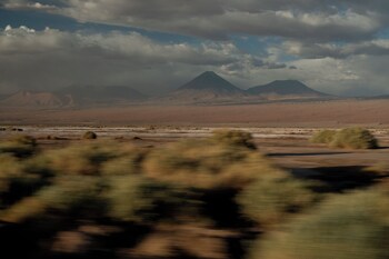 fauna hotel atacama